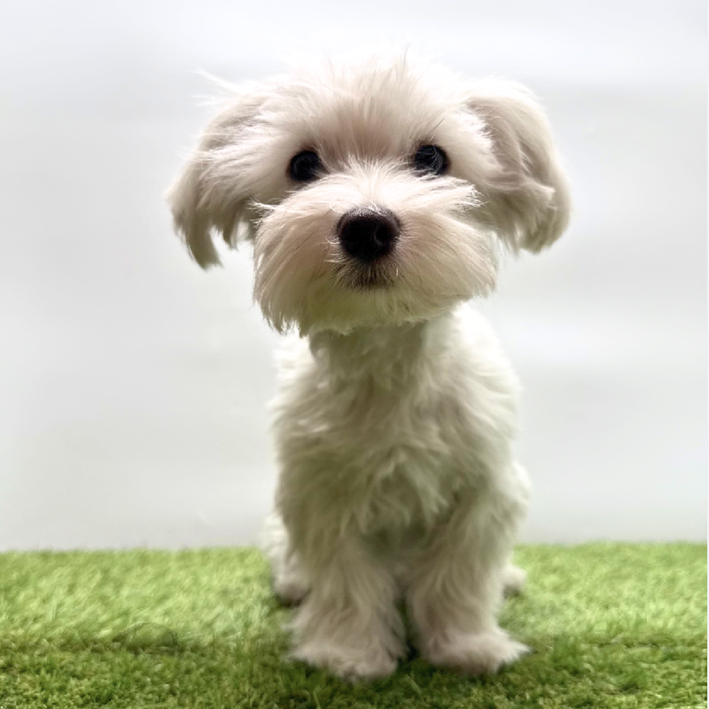 Image of a pet breed in the gallery