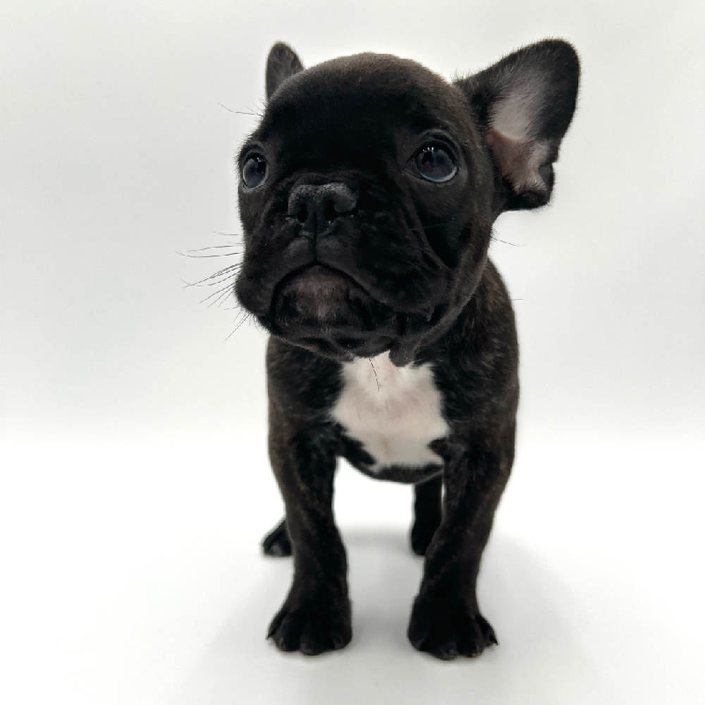 Male French Bulldog Puppy for Sale in San Antonio, TX