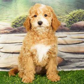 2nd Gen Mini Goldendoodle