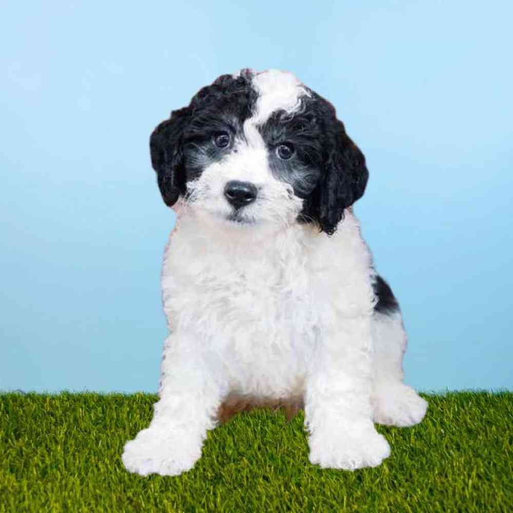 carousel pet images