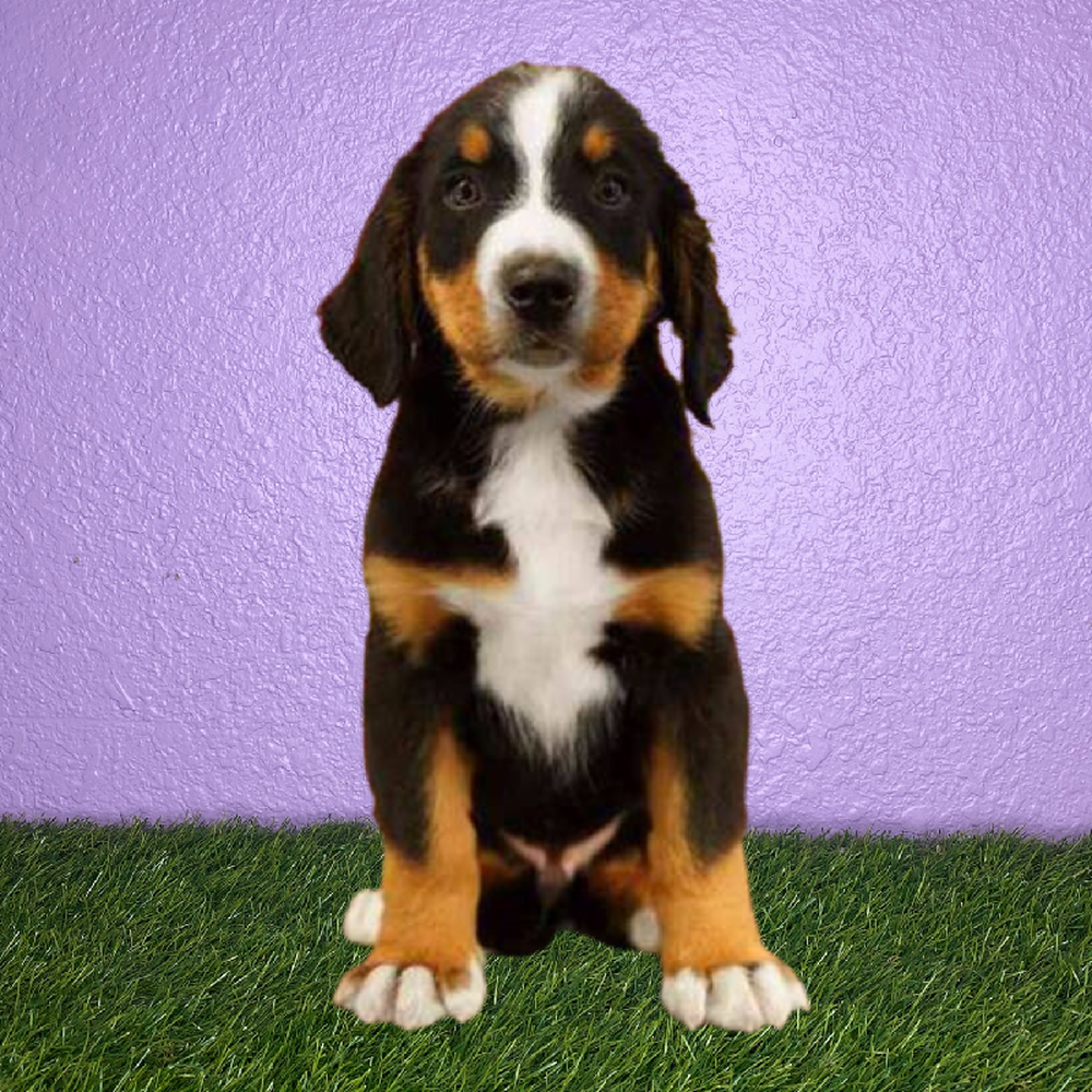 carousel pet images