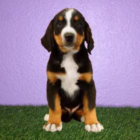 Bernese Mountain Dog