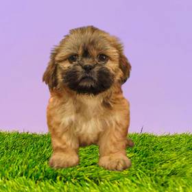 Shih Tzu