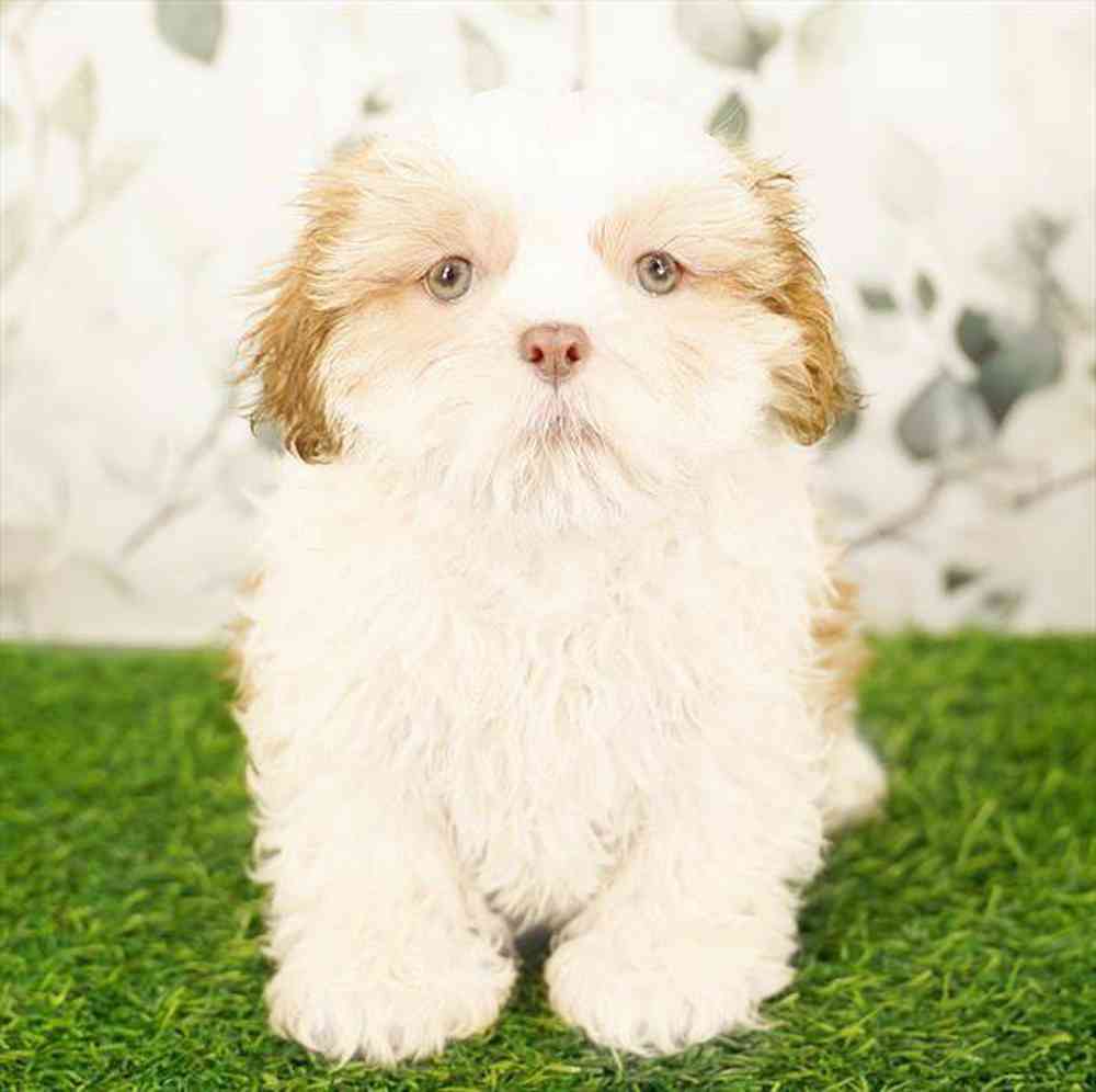 pet breed image