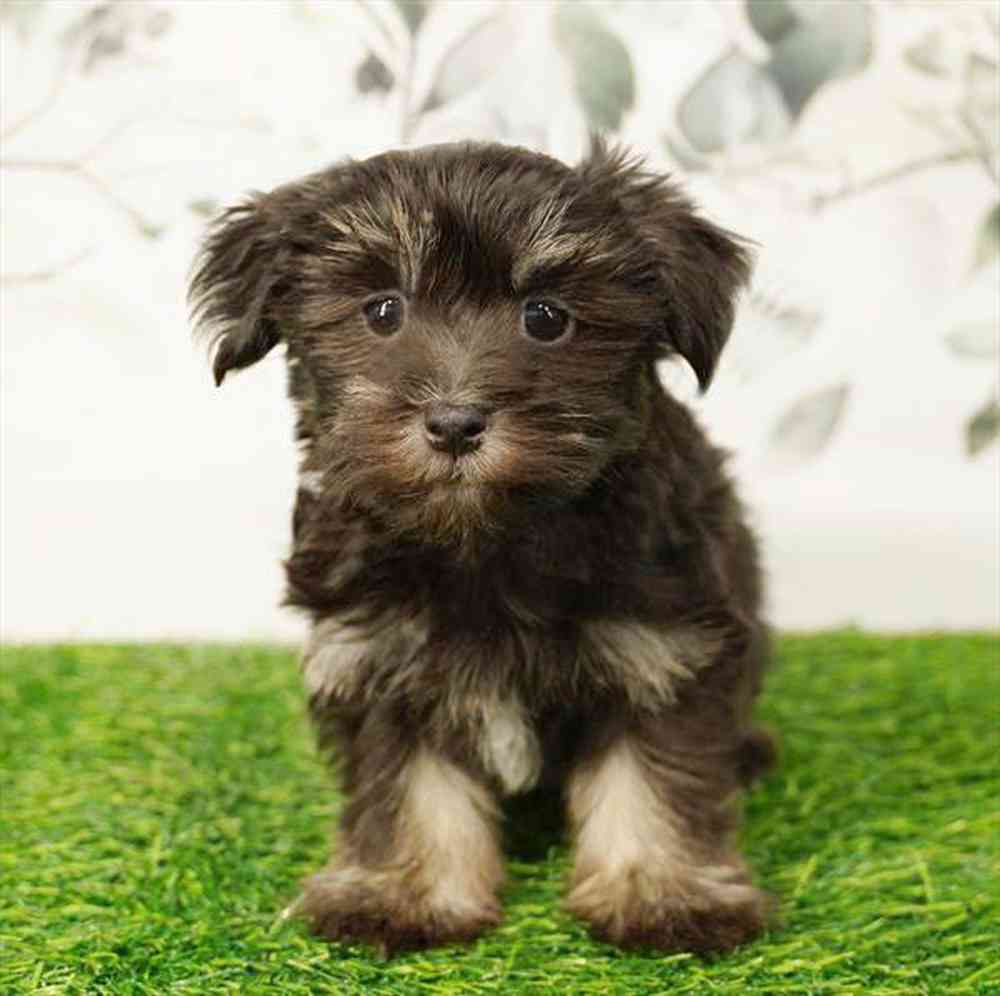 Image of a pet breed in the gallery