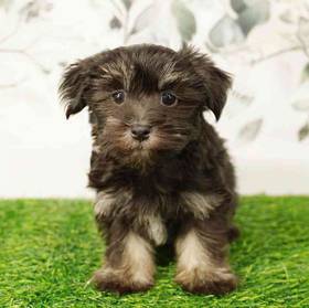 Havanese