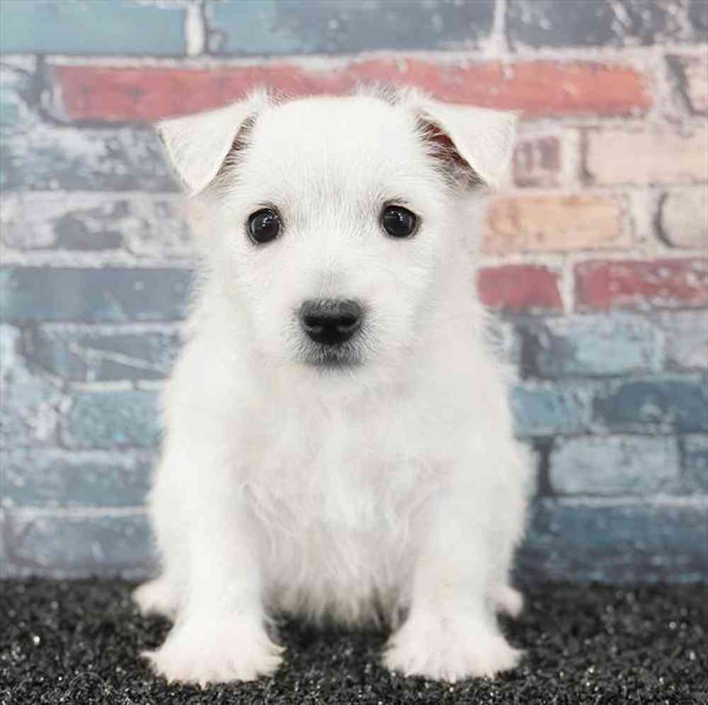 Image of a pet breed in the gallery