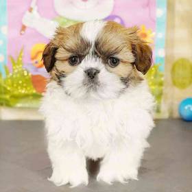 Shih Tzu