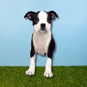 Boston Terrier
