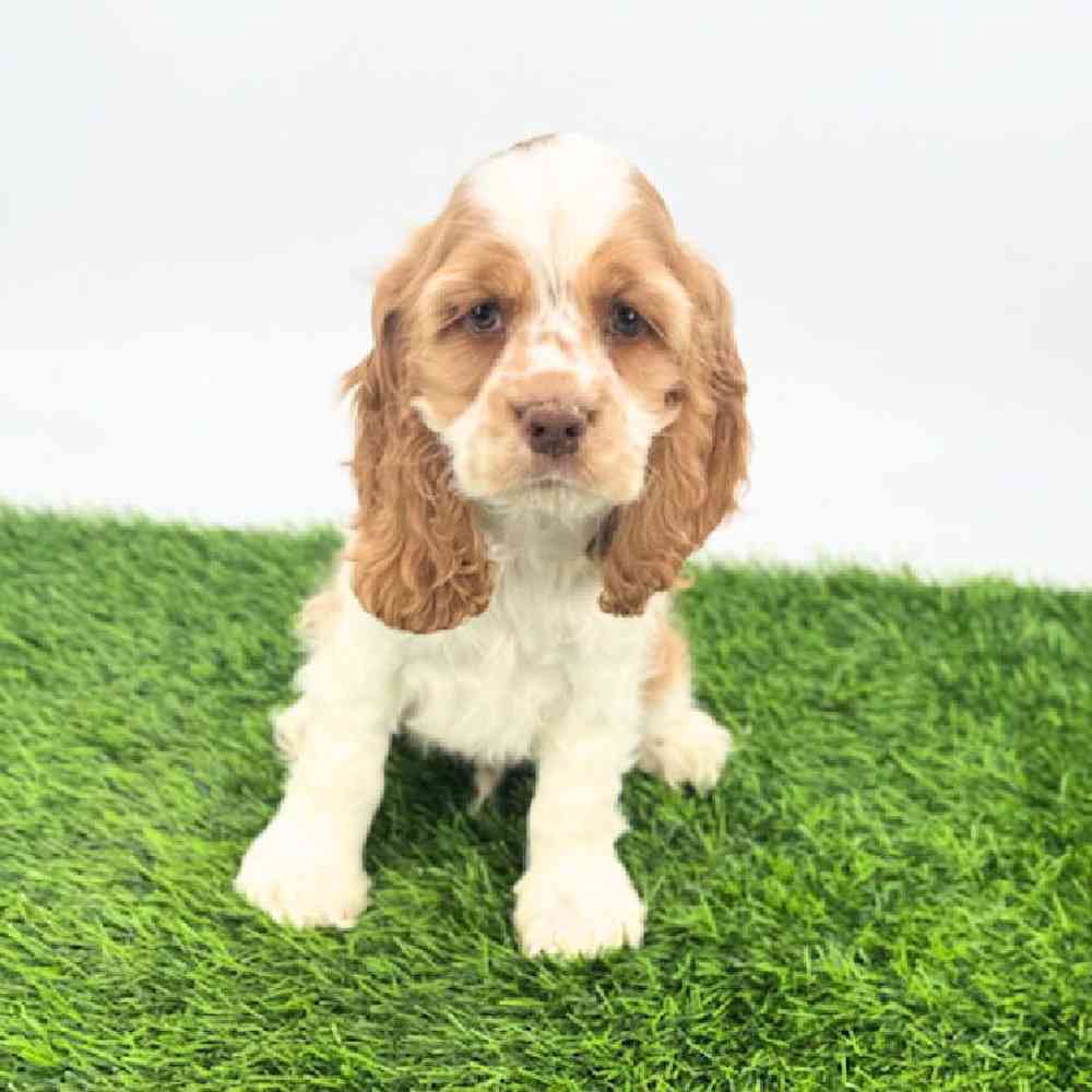 Image of a pet breed in the gallery