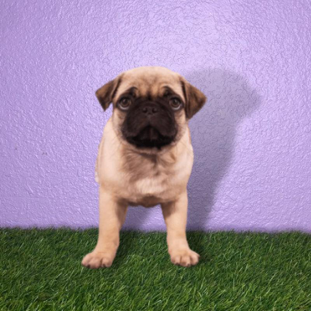 carousel pet images