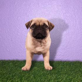 Pug