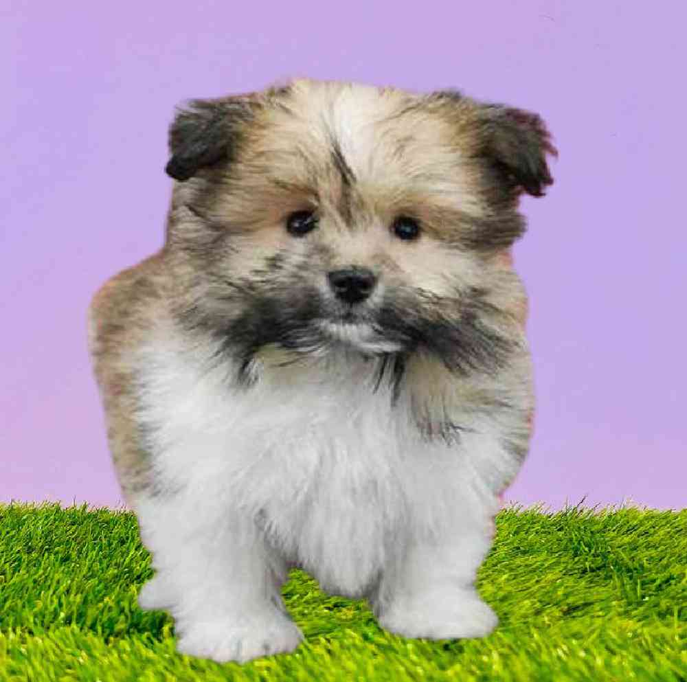 Male Pomachon Puppy for Sale in Puyallup, WA