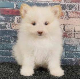 Pomeranian