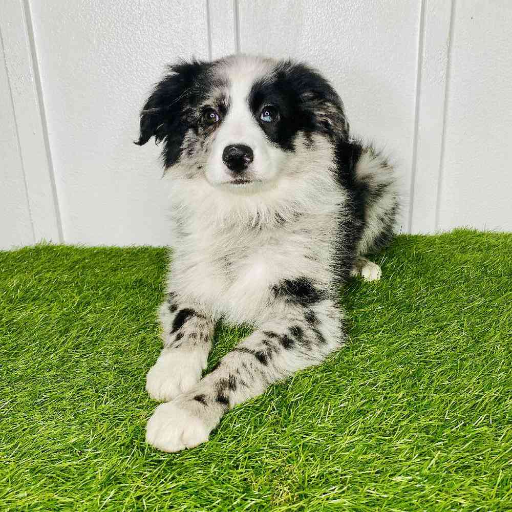 Image of a pet breed in the gallery