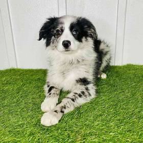 Mini Australian Shepherd