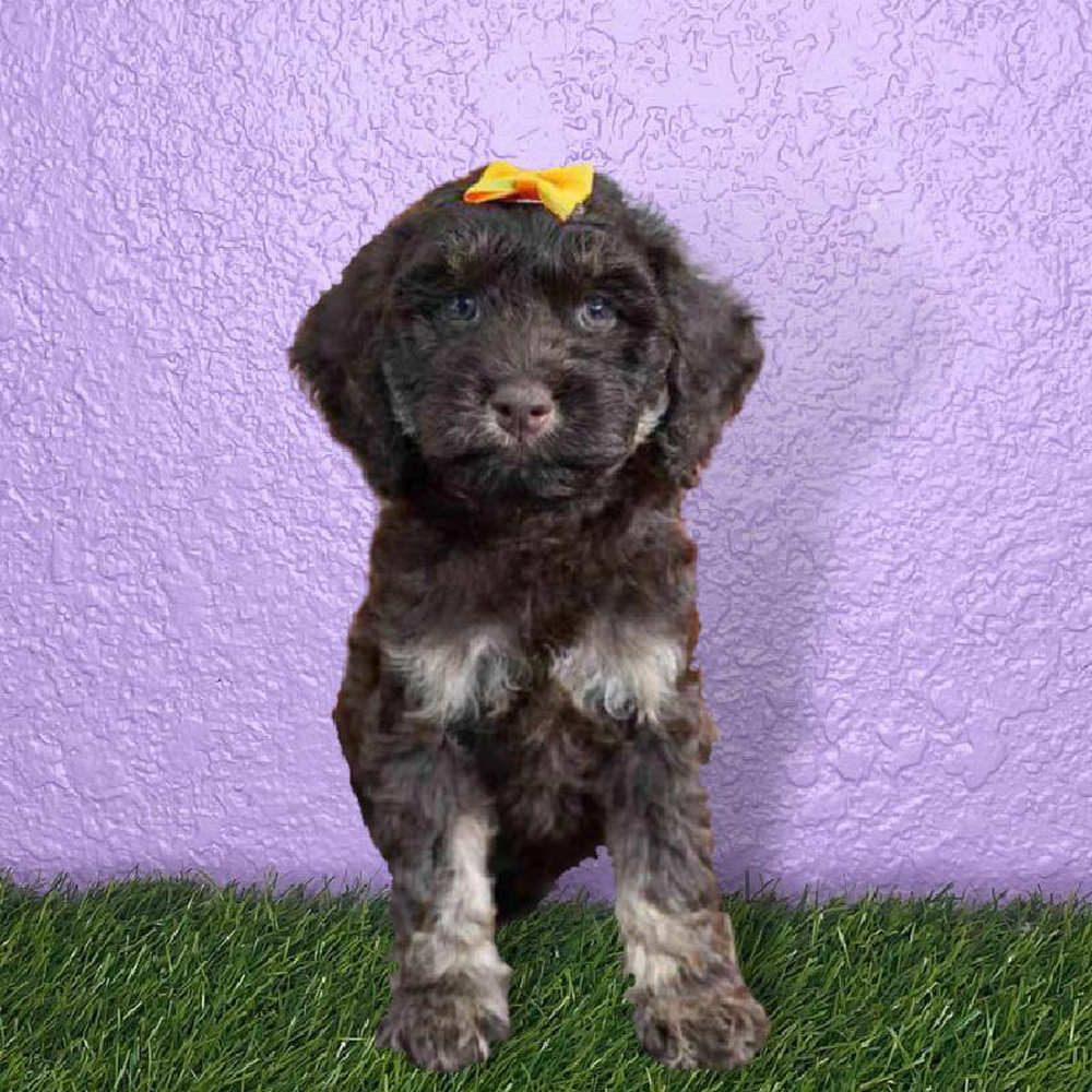 Female Cockapoo Puppy for sale