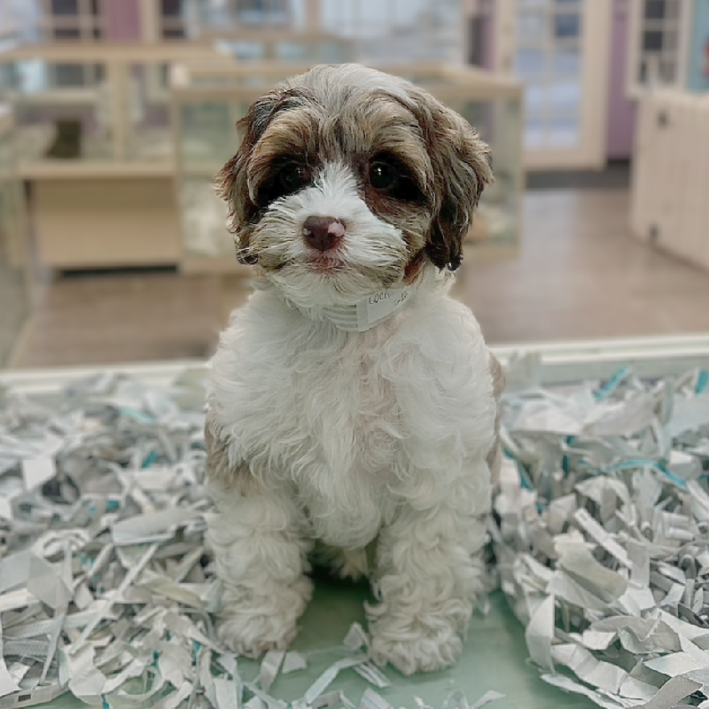 carousel pet images