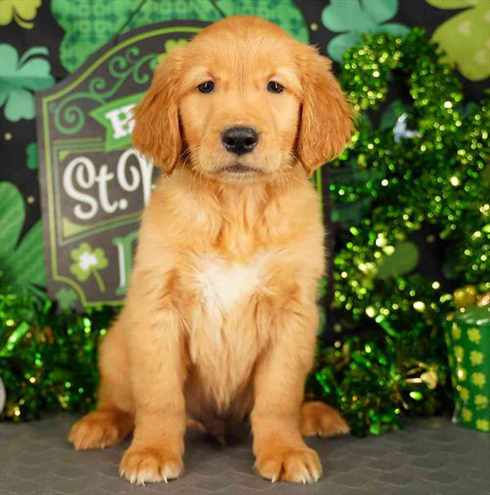 Image of a pet breed in the gallery