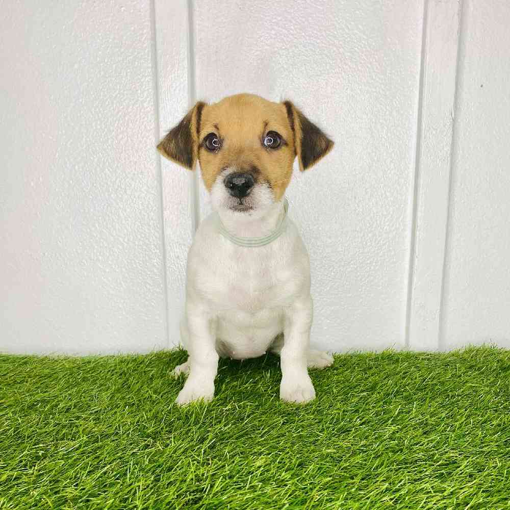 Image of a pet breed in the gallery