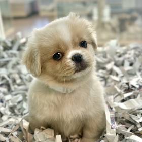 Pekingese