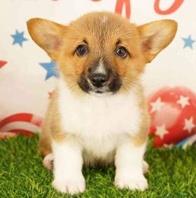 Pembroke Welsh Corgi