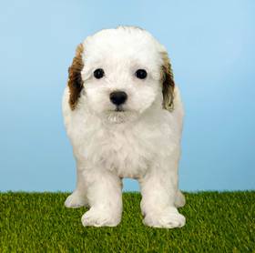 Poodle