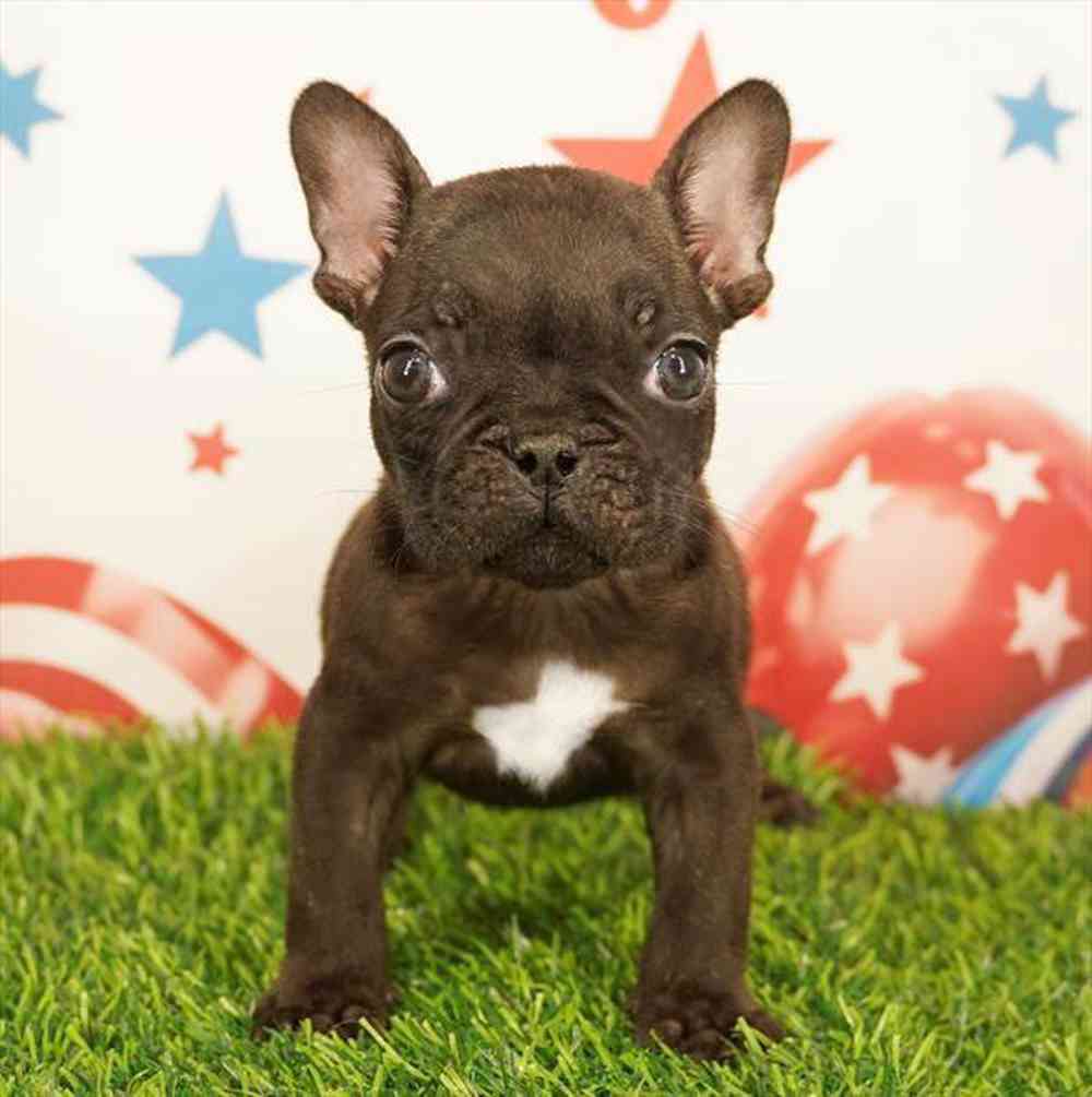 Image of a pet breed in the gallery