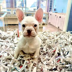 French Bulldog