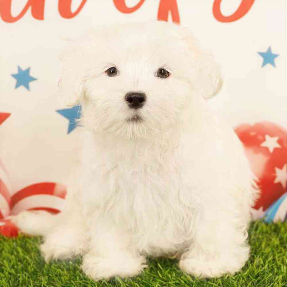 pet breed image