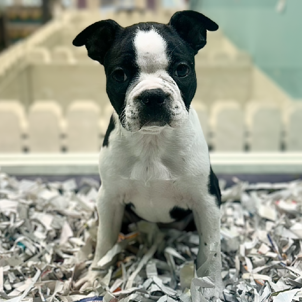 carousel pet images
