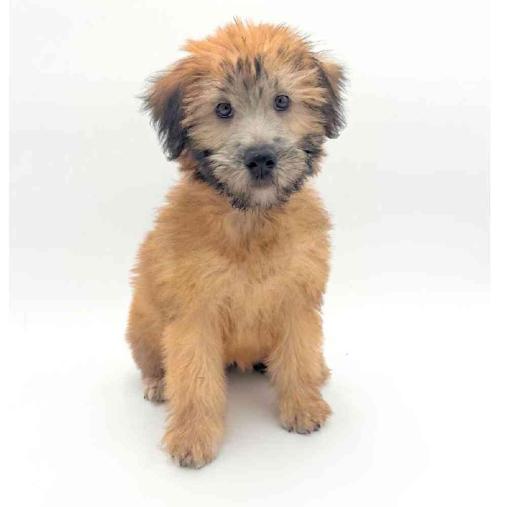 pet breed image
