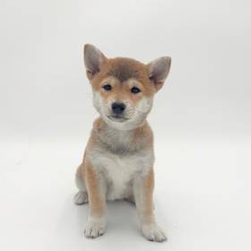Shiba Inu