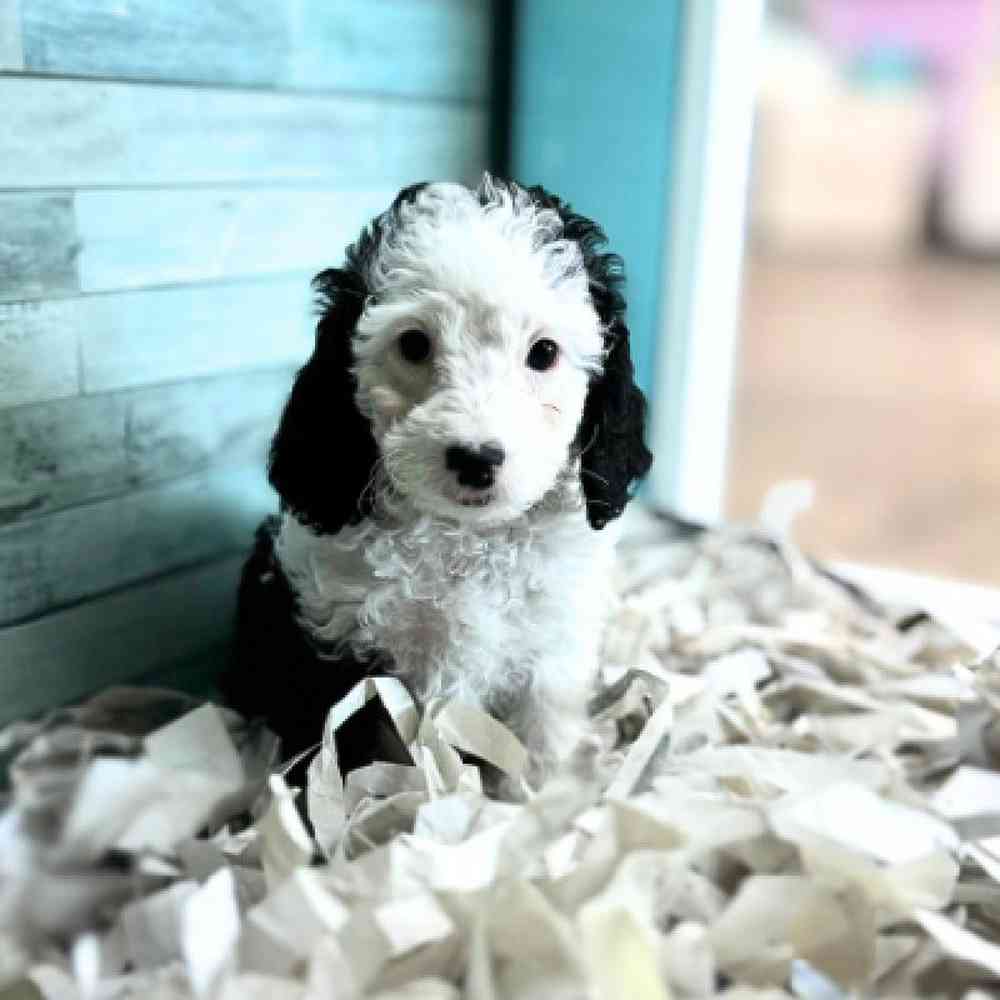 carousel pet images