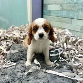 Cavalier King Charles Spaniel