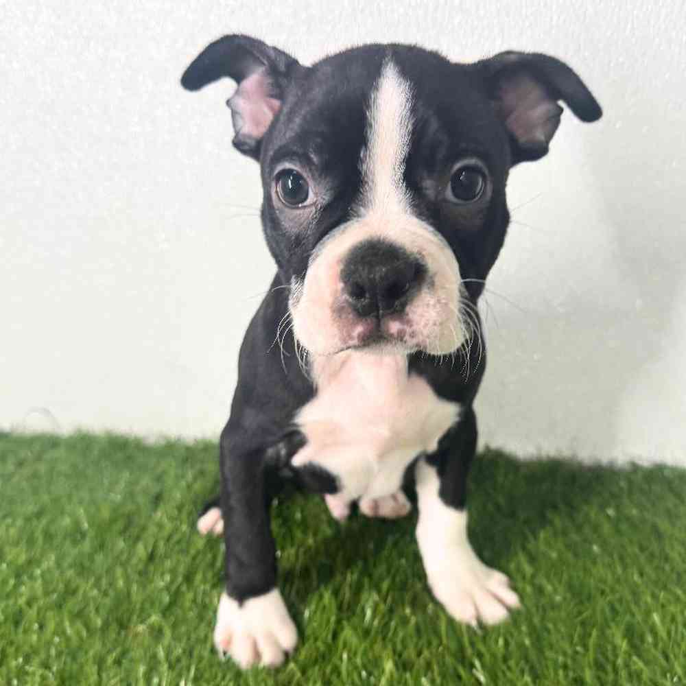 Image of a pet breed in the gallery