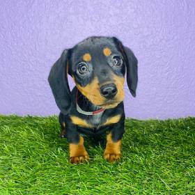 Dachshund