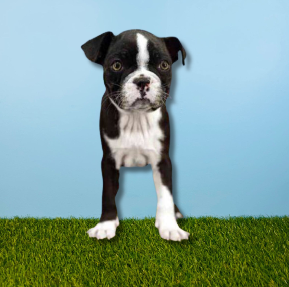 Female Boston Terrier Puppy for Sale in Tolleson, AZ
