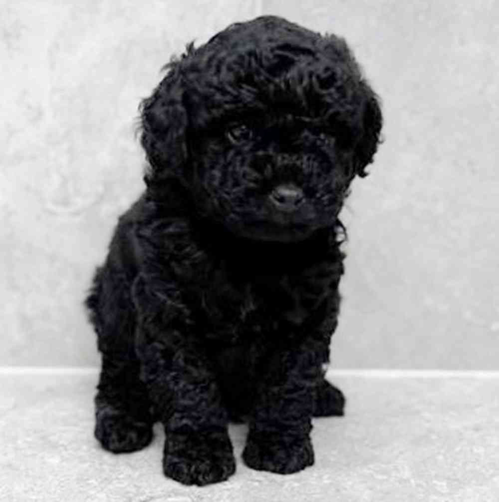 Image of a pet breed in the gallery