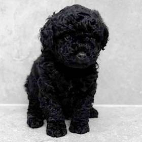 Cavapoo