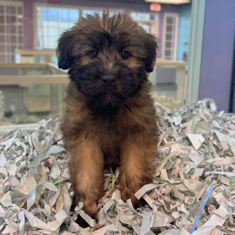 pet breed image
