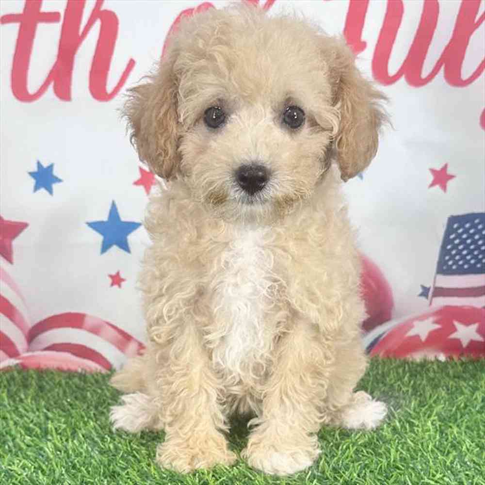 Image of a pet breed in the gallery
