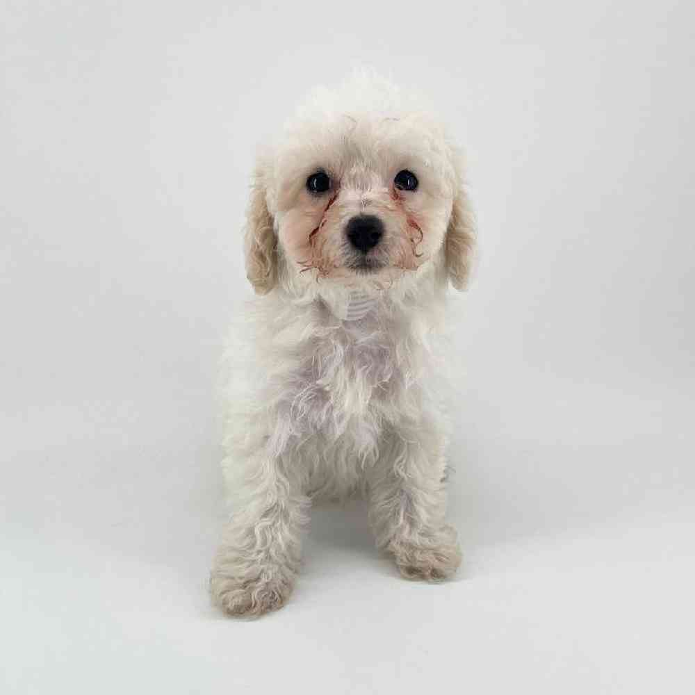 Image of a pet breed in the gallery