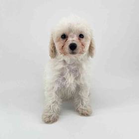 Poodle