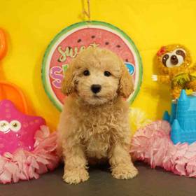 Bichapoo