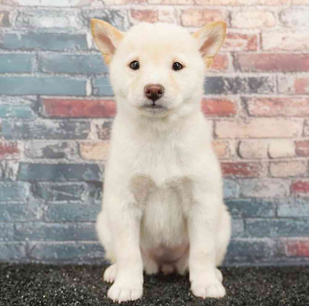 Image of a pet breed in the gallery