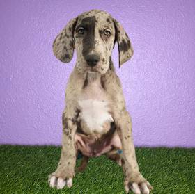 Great Dane