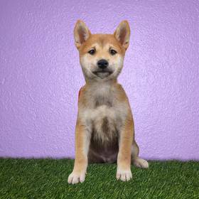 Shiba Inu
