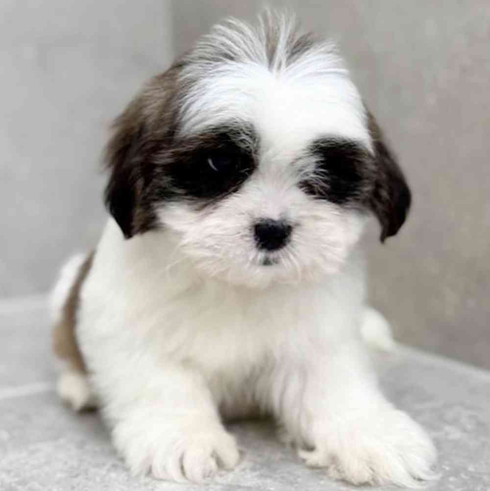 Image of a pet breed in the gallery