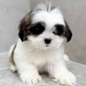 Lhasa Apso